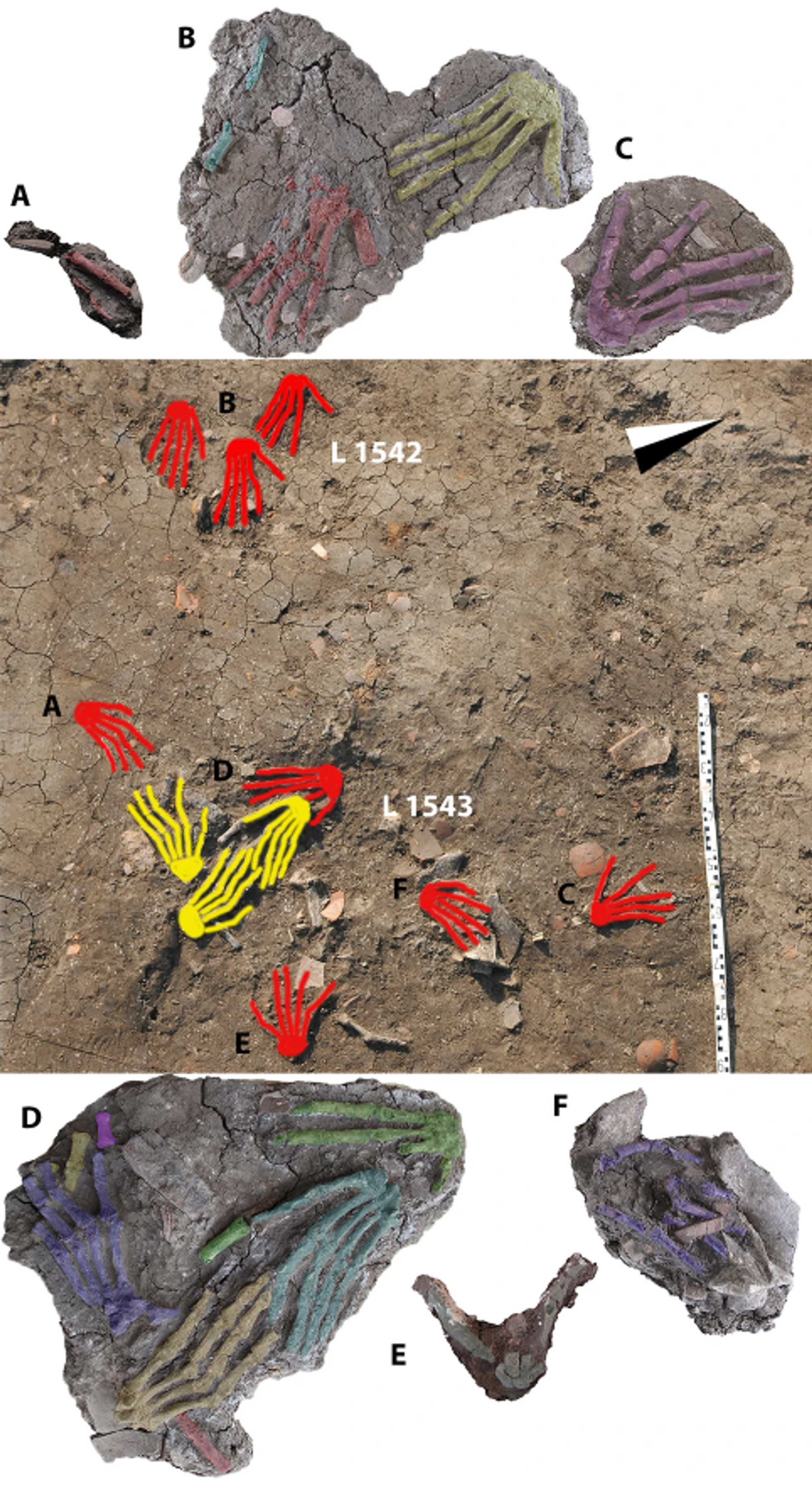Reconstrucción antropológica del hallazgo y detalles de las manos derechas  - Sputnik Mundo, 1920, 05.04.2023