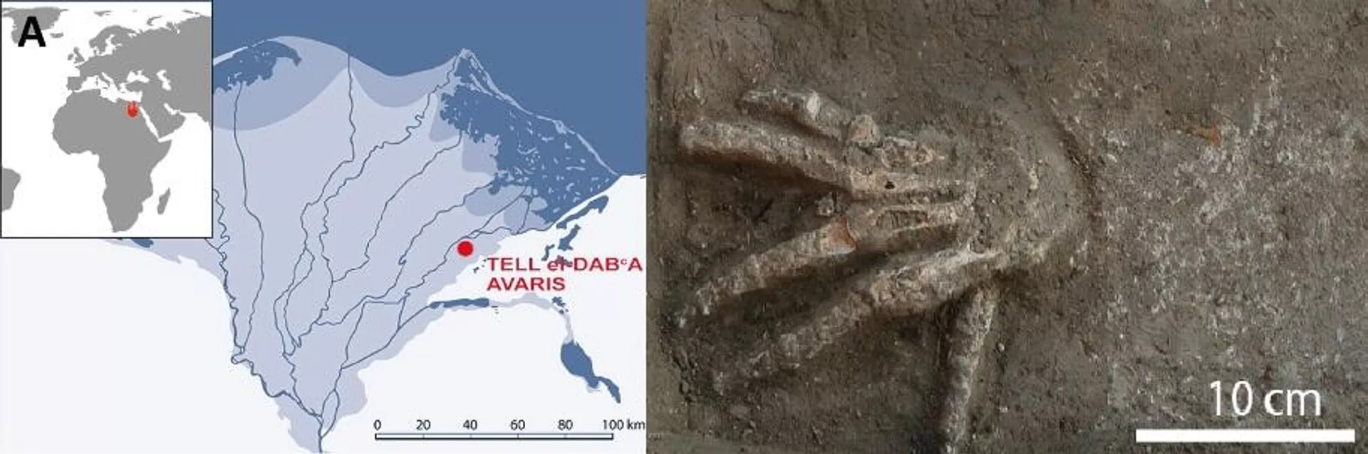 Norte de Egipto y posición del sitio Tell el-Dab'a / Avaris en el delta del Nilo y una mano derecha en su superficie palmar con dedos bien abiertos Norte de Egipto y posición del sitio Tell el-Dab'a / Avaris en el delta del Nilo y una mano derecha en su superficie palmar con dedos bien abiertos - Sputnik Mundo, 1920, 05.04.2023