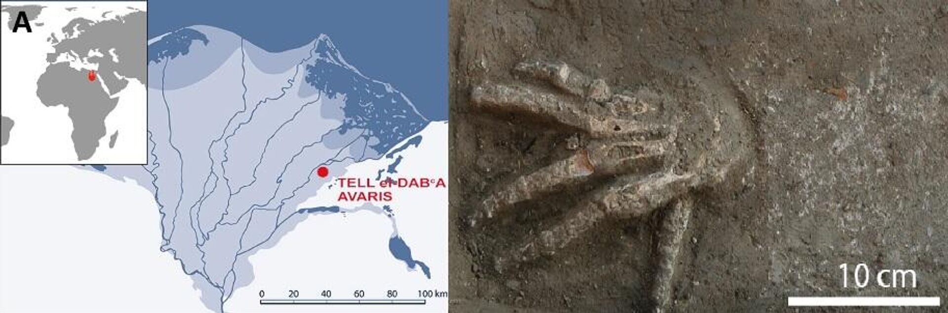 Norte de Egipto y posición del sitio Tell el-Dab'a / Avaris en el delta del Nilo y una mano derecha en su superficie palmar con dedos bien abiertos - Sputnik Mundo, 1920, 05.04.2023