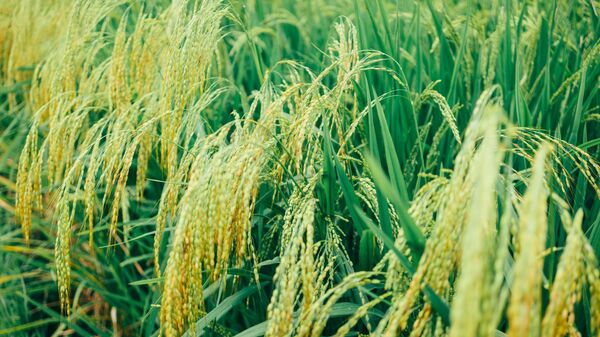 Plantaciones de arroz - Sputnik Mundo