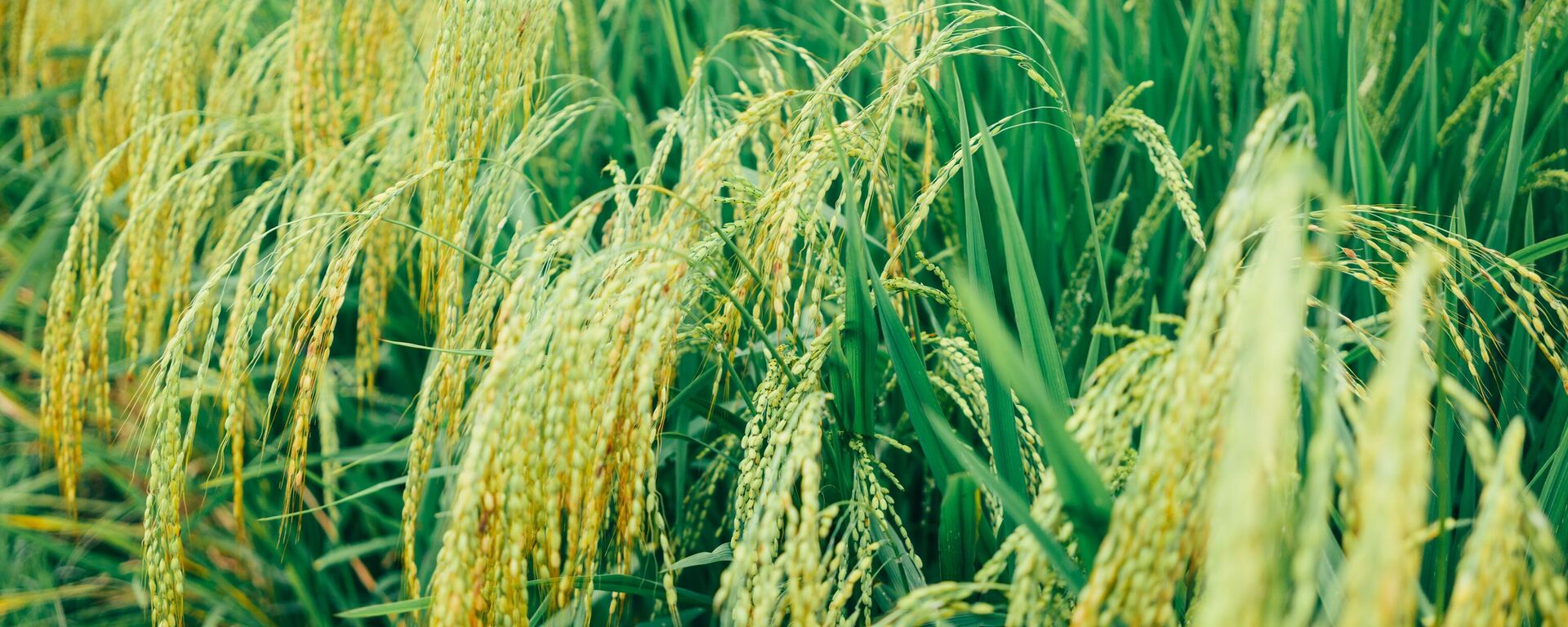 Plantaciones de arroz - Sputnik Mundo, 1920, 12.04.2023