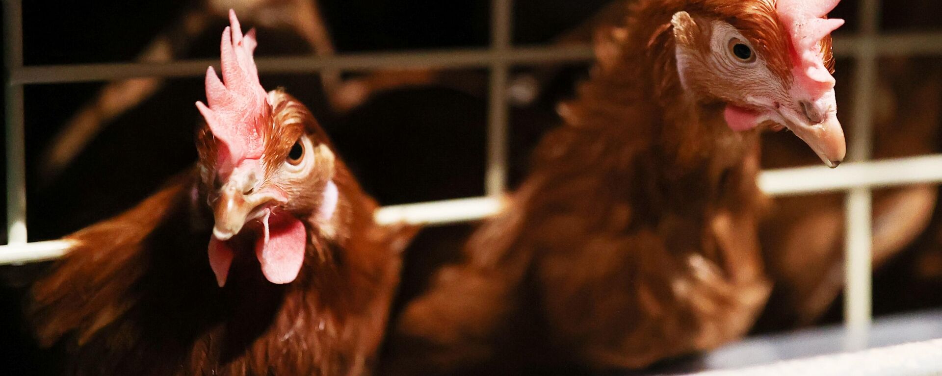 Unas gallinas - Sputnik Mundo, 1920, 15.02.2025
