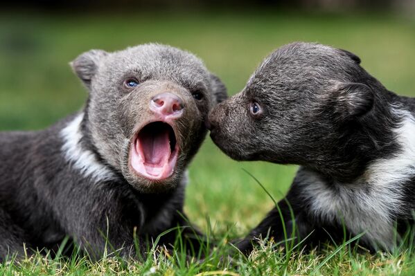 Cachorros de oso en el parque safari de Taigán, en Crimea. - Sputnik Mundo