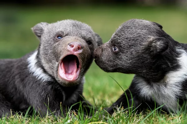 Cachorros de oso en el parque safari de Taigán, en Crimea. Cachorros de oso en el parque safari de Taigán, en Crimea. - Sputnik Mundo
