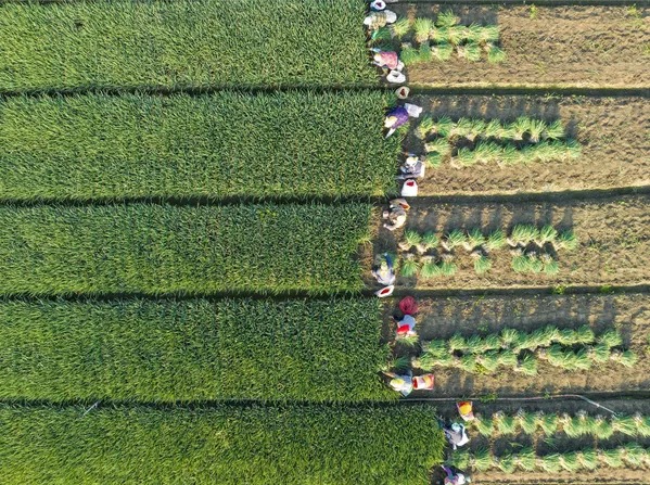 Cosecha de cebolletas en un campo de Taizhou, provincia china de Jiangsu Oriental. Cosecha de cebolletas en un campo de Taizhou, provincia china de Jiangsu Oriental. - Sputnik Mundo