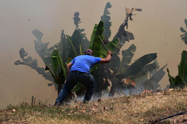 Un agricultor intenta salvar un platanero durante un incendio en La Montañita, cerca de Tegucigalpa, Honduras. Un agricultor intenta salvar un platanero durante un incendio en La Montañita, cerca de Tegucigalpa, Honduras. - Sputnik Mundo