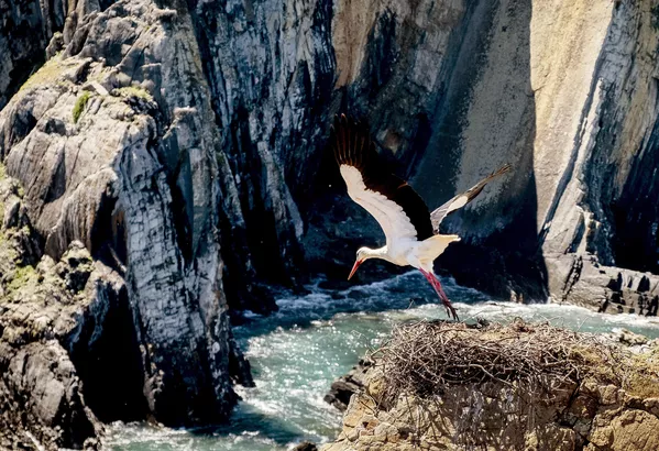 Una cigüeña despega de su nido en los acantilados sobre el océano Atlántico cerca de Cabo Sardao, Portugal. Una cigüeña despega de su nido en los acantilados sobre el océano Atlántico cerca de Cabo Sardao, Portugal. - Sputnik Mundo