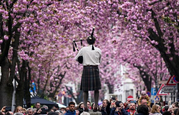 Un músico toca la gaita bajo los cerezos en flor en la calle de Heerstrasse en la ciudad de Bonn, Alemania. Un músico toca la gaita bajo los cerezos en flor en la calle de Heerstrasse en la ciudad de Bonn, Alemania. - Sputnik Mundo