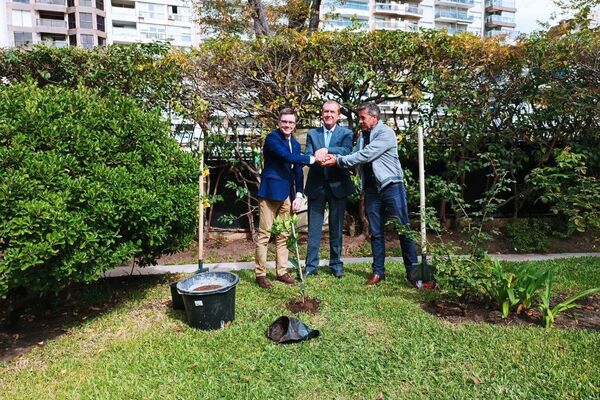 Un naranjo para San Petersburgo Un naranjo para San Petersburgo - Sputnik Mundo