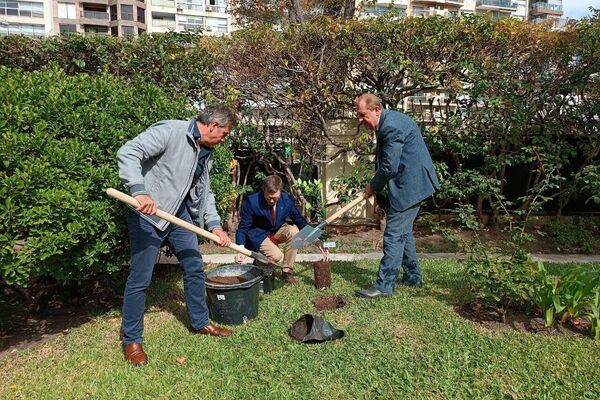 Un naranjo para San Petersburgo Un naranjo para San Petersburgo - Sputnik Mundo