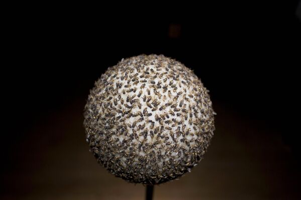 Escultura &quot;Sol negro&quot;, de la colombiana María Fernanda Cardoso, en la exposición de arte latinoamericano contemporáneo del Museo Casa Daros, en Río de Janeiro, Brasil. - Sputnik Mundo