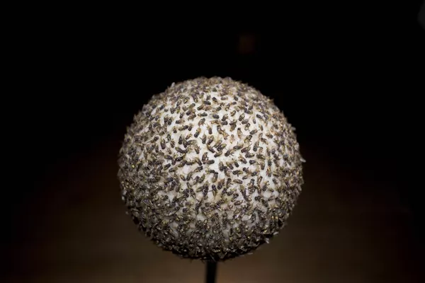 Escultura "Sol negro", de la colombiana María Fernanda Cardoso, en la exposición de arte latinoamericano contemporáneo del Museo Casa Daros, en Río de Janeiro, Brasil. Escultura "Sol negro", de la colombiana María Fernanda Cardoso, en la exposición de arte latinoamericano contemporáneo del Museo Casa Daros, en Río de Janeiro, Brasil. - Sputnik Mundo