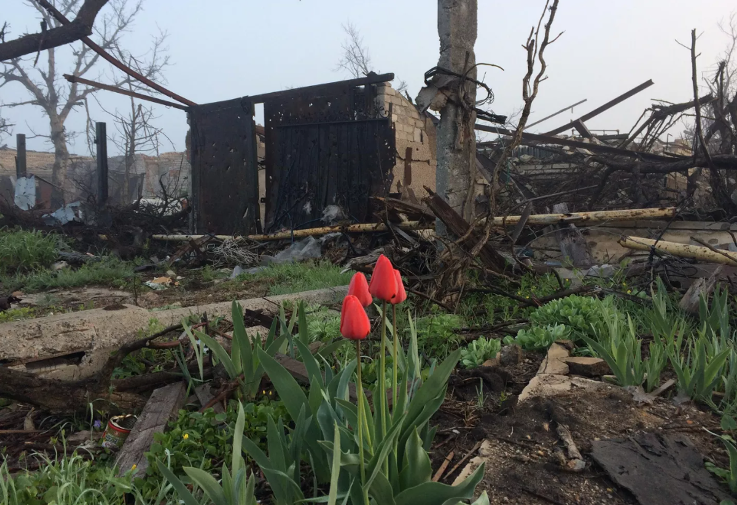 Tulipanes frente los edificios destruidos - Sputnik Mundo
