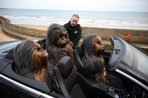 Modelos de Wookiee a tamaño real en un coche tras una demostración en Sci-Fi Scarborough, en el noreste del Reino Unido. - Sputnik Mundo