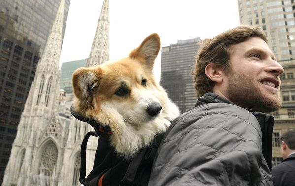 Corgi Maxine, la estrella de TikTok, con su dueño Bryan Reisberg en la exposición canina anual del Westminster Kennel Club en Nueva York, EEUU. - Sputnik Mundo