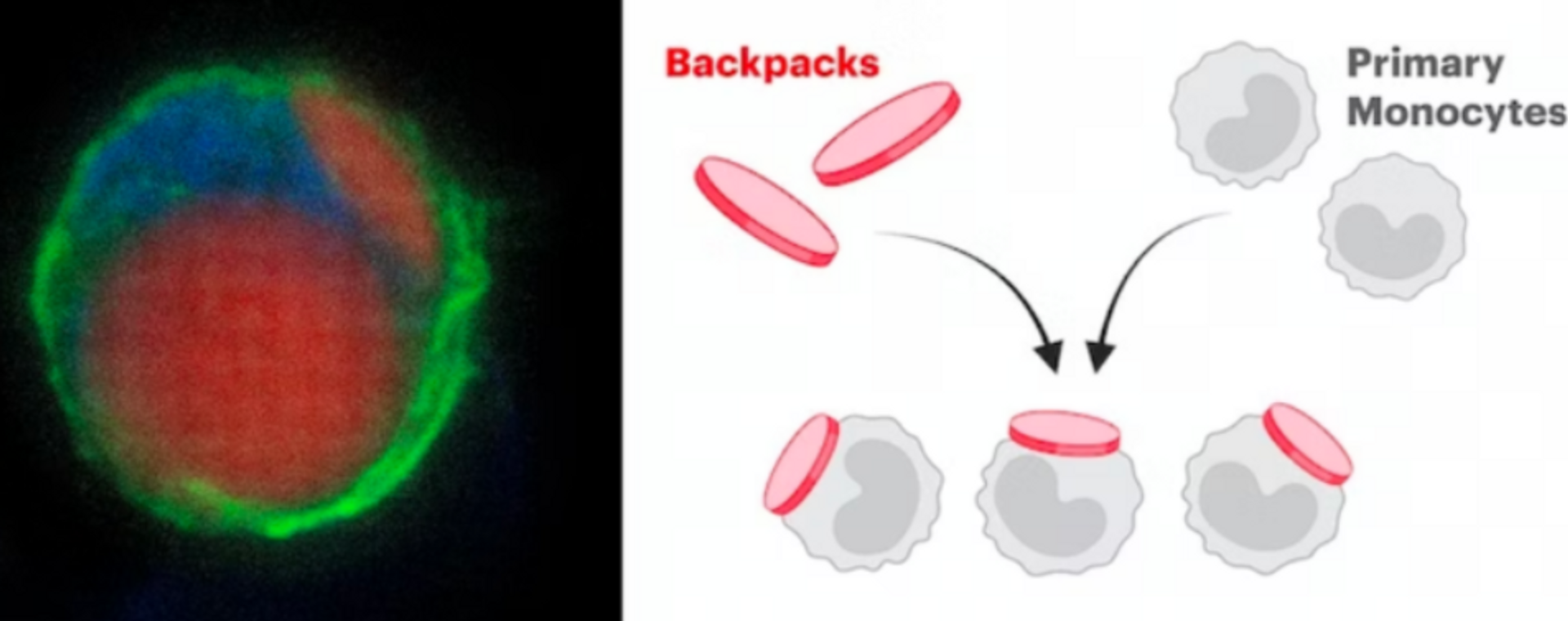Izquierda: un monocito con la membrana celular teñida de verde, el núcleo de azul y las mochilas adheridas en rojo. Derecha: Ilustración de cómo se adhieren las mochilas cargadas de fármacos a los monocitos - Sputnik Mundo, 1920, 29.04.2023