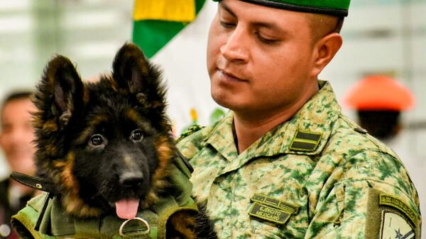 Turquía dona a México un cachorro para ser entrenado como rescatista  - Sputnik Mundo