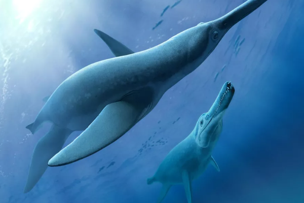 Dibujo de pliosaurio Luskhan itilensis. - Sputnik Mundo