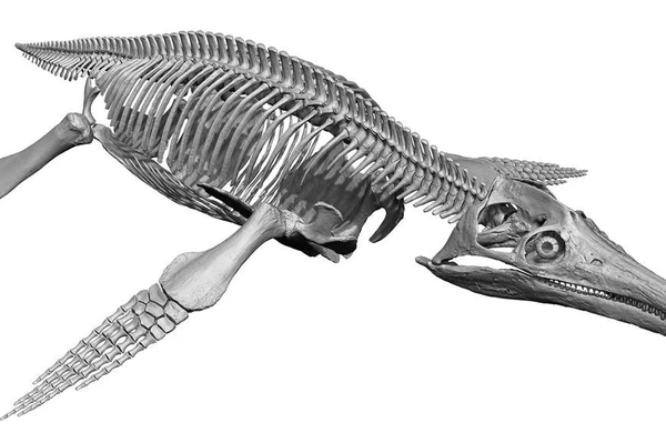 Modelo 3D de Luskhan itilensis. - Sputnik Mundo