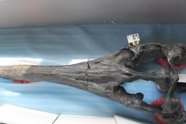 Esqueleto de Luskhan itilensis. - Sputnik Mundo