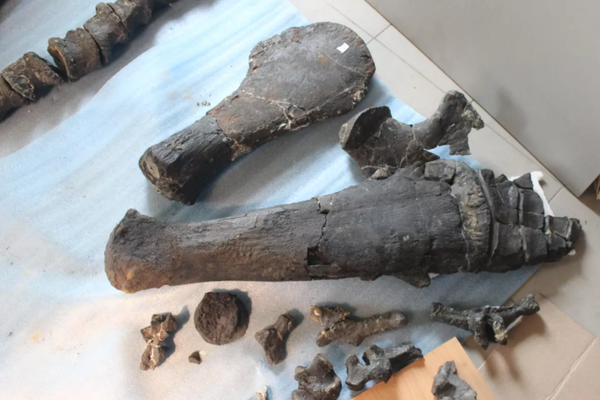 Esqueleto de Luskhan itilensis. - Sputnik Mundo