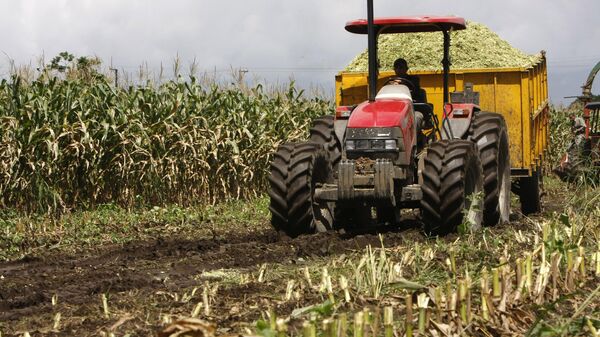 Los agricultores de El Salvador - Sputnik Mundo