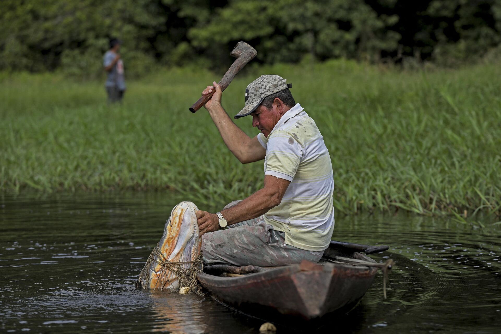 Un pescador captura un pirarucú en Fonte Boa, Amazonas, Brasil - Sputnik Mundo, 1920, 07.05.2023