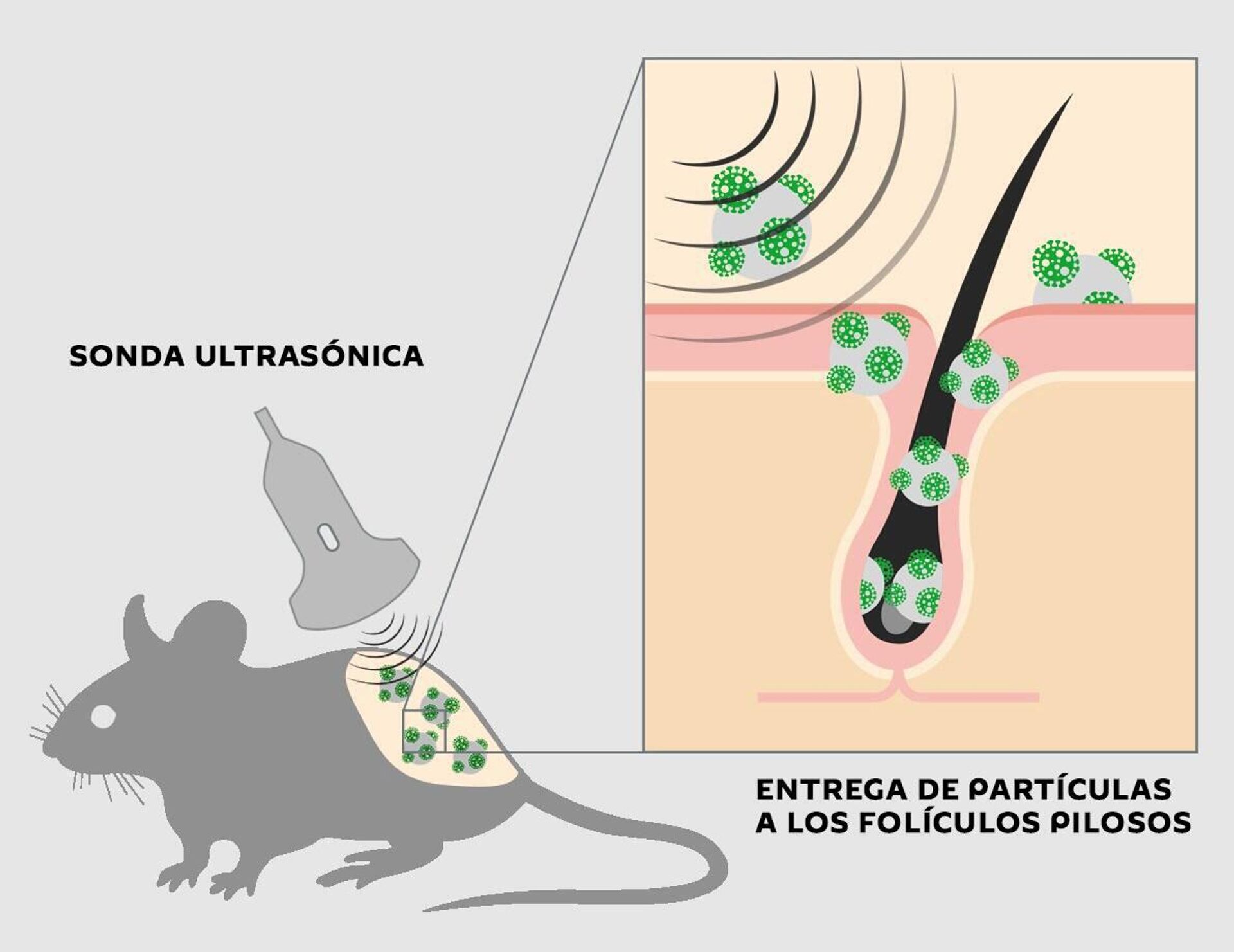 Procedimiento de inmunización de un animal de laboratorio con partículas de carbonato cálcico que contienen vacuna - Sputnik Mundo, 1920, 19.05.2023