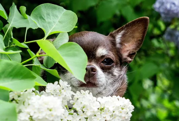 En Rusia, las lilas se utilizaron mucho en los años de posguerra para ajardinar las ciudades afectadas gracias a su sencillez y al rápido crecimiento. En la foto: lilas en flor en San Petersburgo. En Rusia, las lilas se utilizaron mucho en los años de posguerra para ajardinar las ciudades afectadas gracias a su sencillez y al rápido crecimiento. En la foto: lilas en flor en San Petersburgo. - Sputnik Mundo
