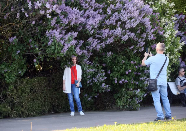 El Jardín de Lilas de Moscú cuenta con 800 arbustos de lilas de 32 variedades. El Jardín de Lilas de Moscú cuenta con 800 arbustos de lilas de 32 variedades. - Sputnik Mundo