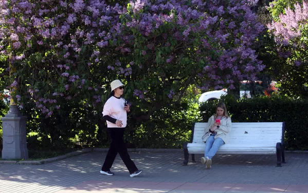 En total, se desarrollaron unas 2.700 variedades de lilas en todo el mundo. Las lilas salvajes crecen sobre todo en el sudeste de Europa y Asia. En la foto: un parque de Moscú. En total, se desarrollaron unas 2.700 variedades de lilas en todo el mundo. Las lilas salvajes crecen sobre todo en el sudeste de Europa y Asia. En la foto: un parque de Moscú. - Sputnik Mundo