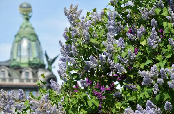 Hay muchas leyendas y creencias asociadas a las flores lilas. Según una de ellas, las flores con cinco pétalos (normalmente una flor los tiene cuatro) traen buena suerte. Si quieres tenerla, hay que comer una flor y pedir un deseo. En la foto: una lila en flor en un parque de San Petersburgo. Hay muchas leyendas y creencias asociadas a las flores lilas. Según una de ellas, las flores con cinco pétalos (normalmente una flor los tiene cuatro) traen buena suerte. Si quieres tenerla, hay que comer una flor y pedir un deseo. En la foto: una lila en flor en un parque de San Petersburgo. - Sputnik Mundo