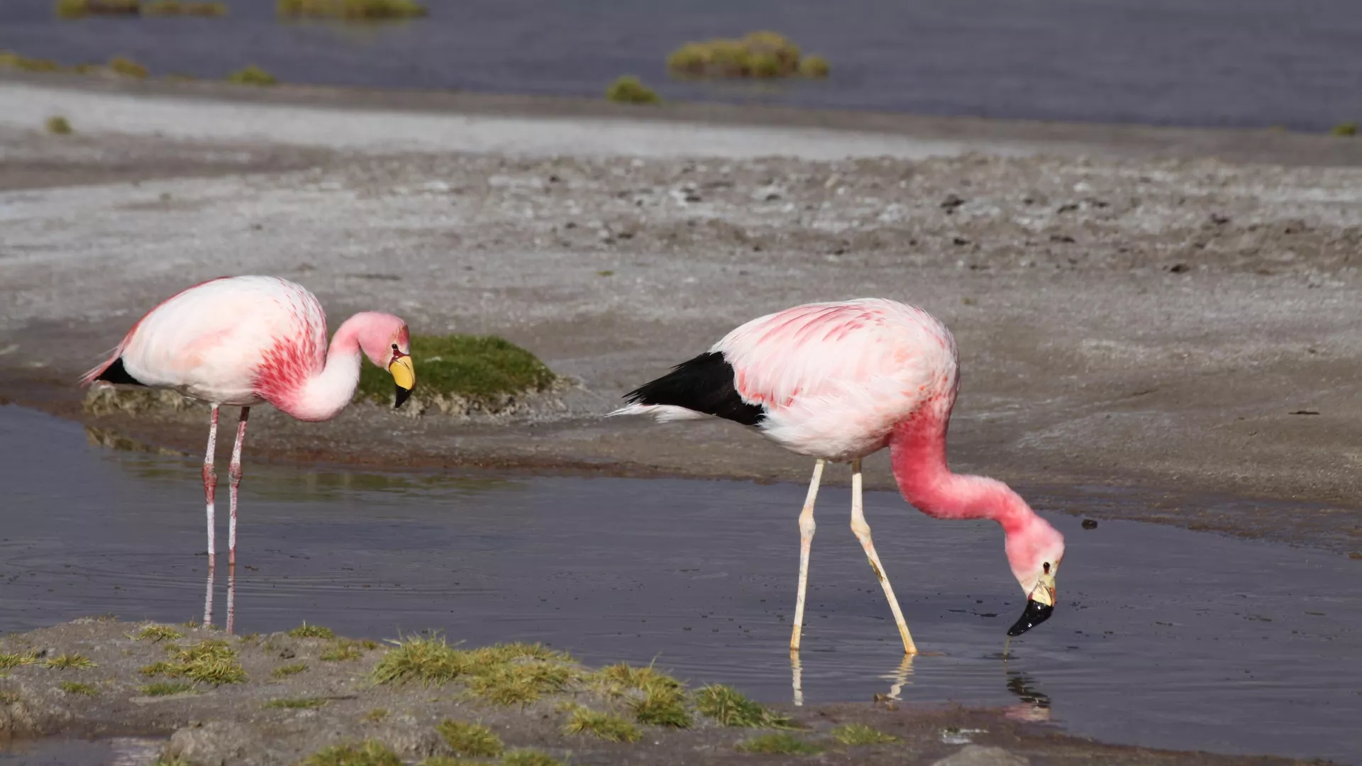 Anillado de flamencos en la laguna Colorada, Potosí