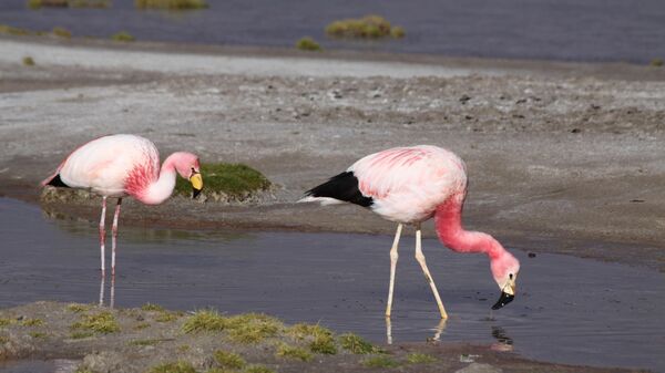 Anillado de flamencos en la laguna Colorada, Potosí - Sputnik Mundo