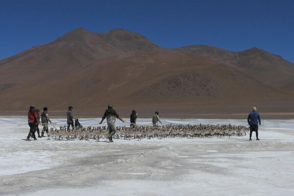 Anillado de flamencos en la laguna Colorada, Potosí - Sputnik Mundo