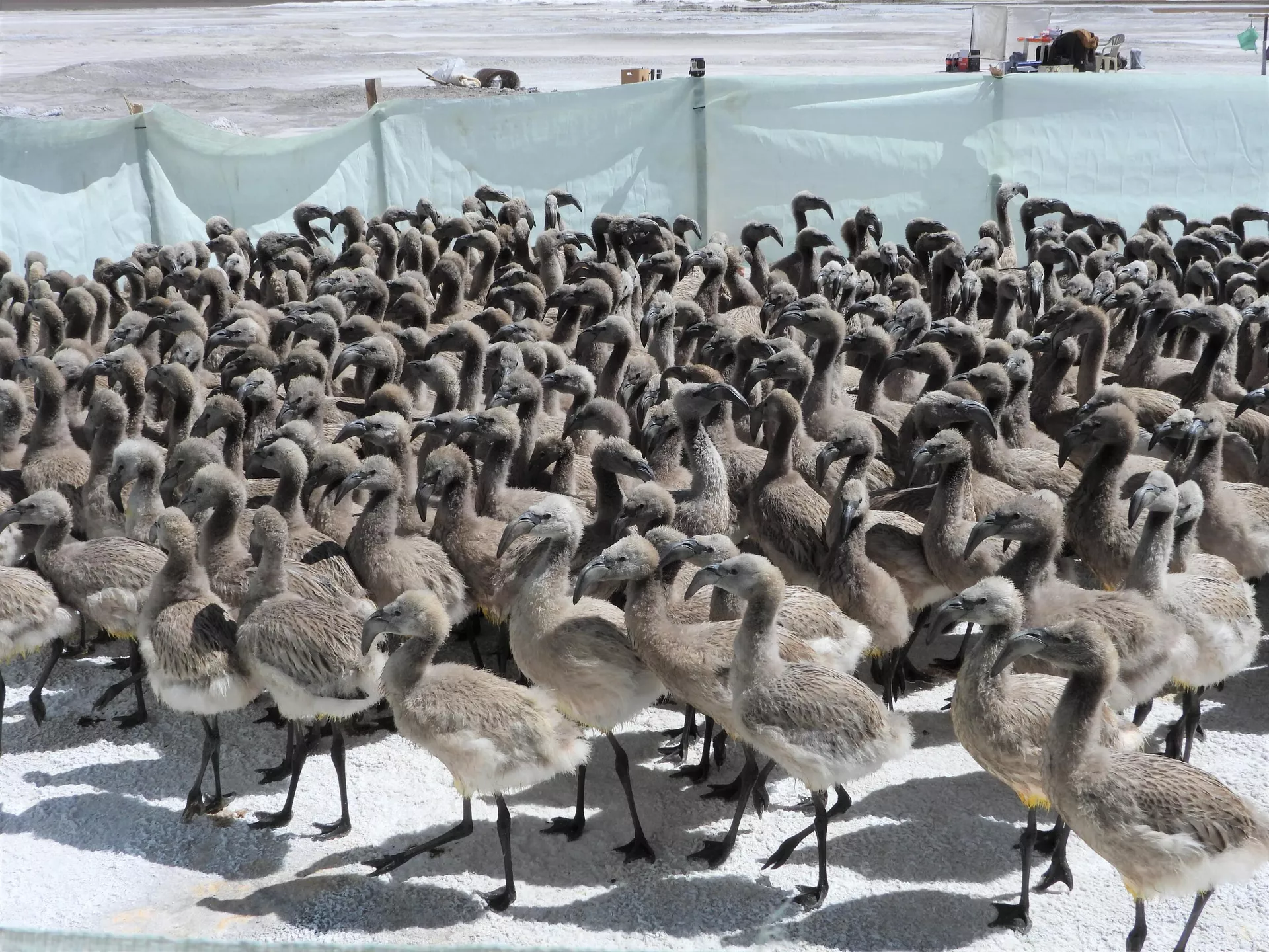 Anillado de flamencos en la laguna Colorada, Potosí