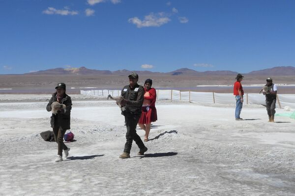 Anillado de flamencos en la laguna Colorada, Potosí - Sputnik Mundo