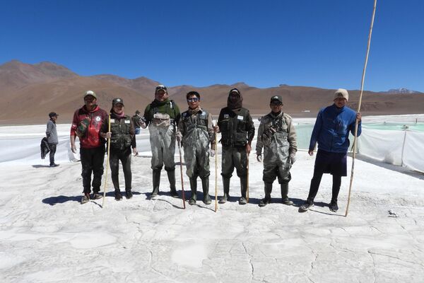 Anillado de flamencos en la laguna Colorada, Potosí - Sputnik Mundo