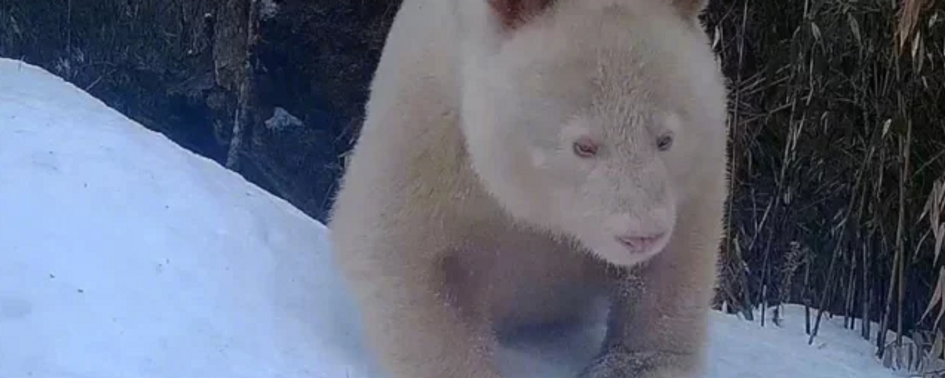 Un oso panda albino en la Reserva Nacional de Wolong, China - Sputnik Mundo, 1920, 03.06.2023