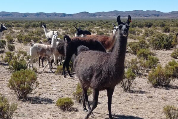 Cría de llamas y alpacas en Turco, departamento de Oruro, Bolivia. - Sputnik Mundo