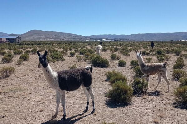 Cría de llamas y alpacas en Turco, departamento de Oruro, Bolivia. - Sputnik Mundo