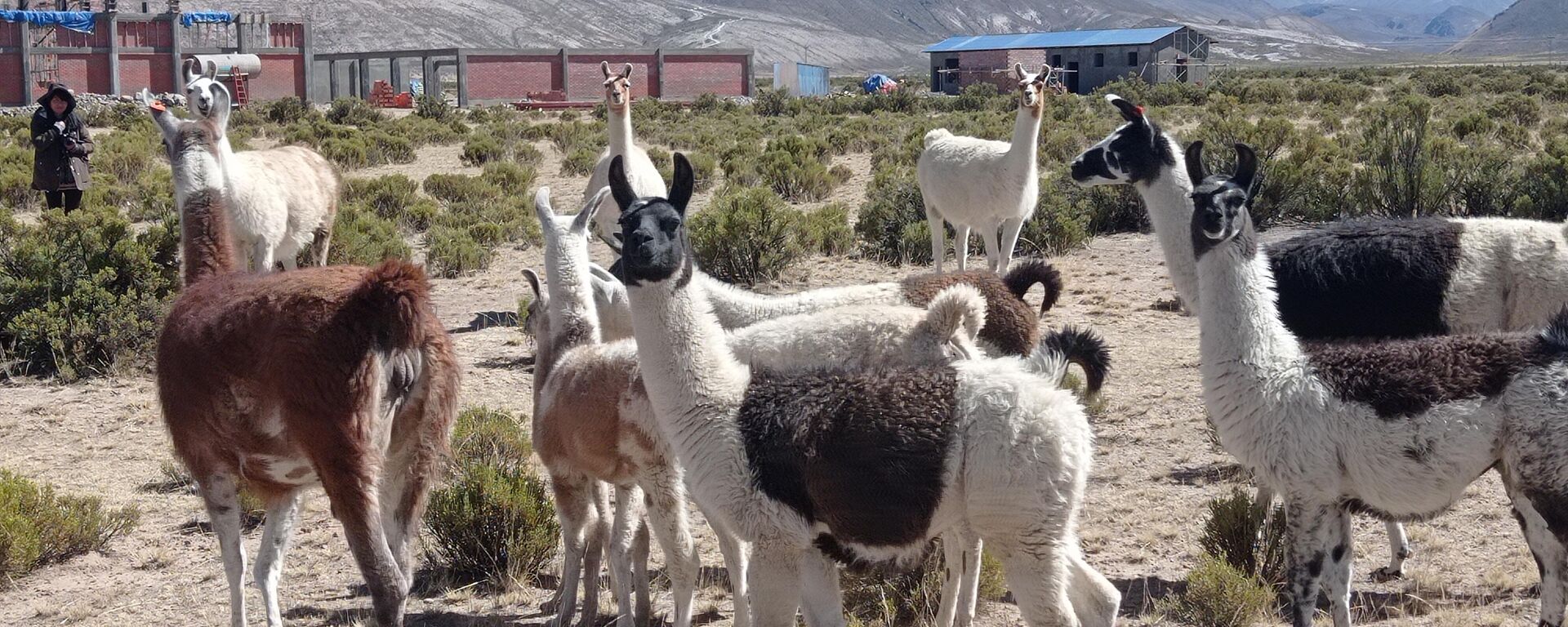 Cría de llamas y alpacas en Turco, departamento de Oruro, Bolivia - Sputnik Mundo, 1920, 14.06.2023