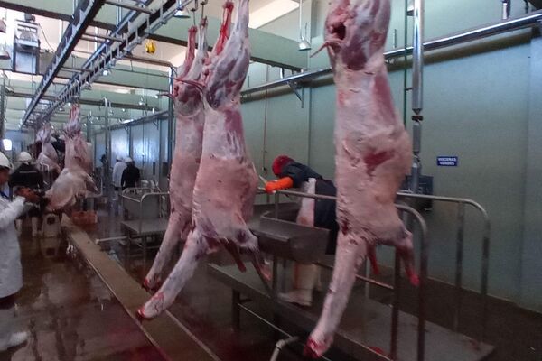 Los pedidos de carne de llama aumentan. - Sputnik Mundo