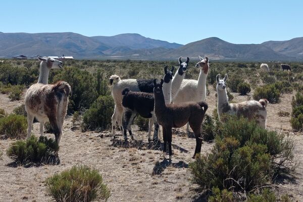 Cría de llamas y alpacas en Turco, departamento de Oruro, Bolivia. - Sputnik Mundo