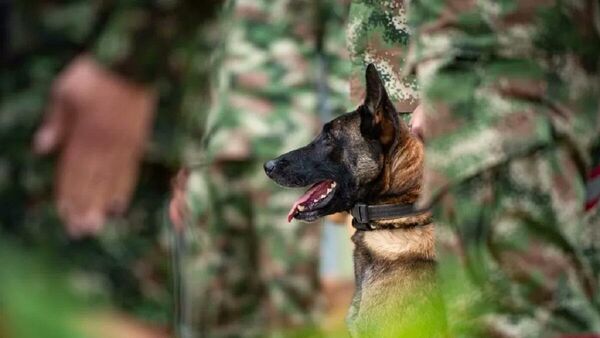 Perros de rescate el Ejército de Colombia - Sputnik Mundo