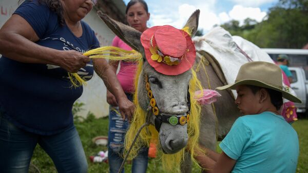 Un burro en Moniquira, Boyaca (archivo) - Sputnik Mundo