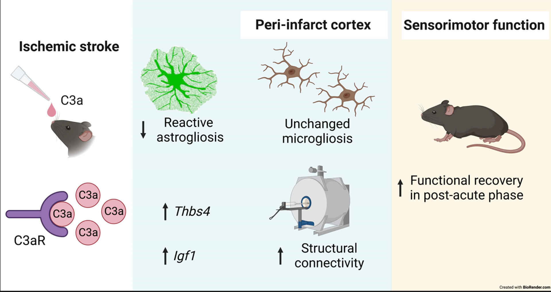 Se ha demostrado que el C3a ayuda a los ratones a recuperar su función motora tras un ictus - Sputnik Mundo, 1920, 18.06.2023