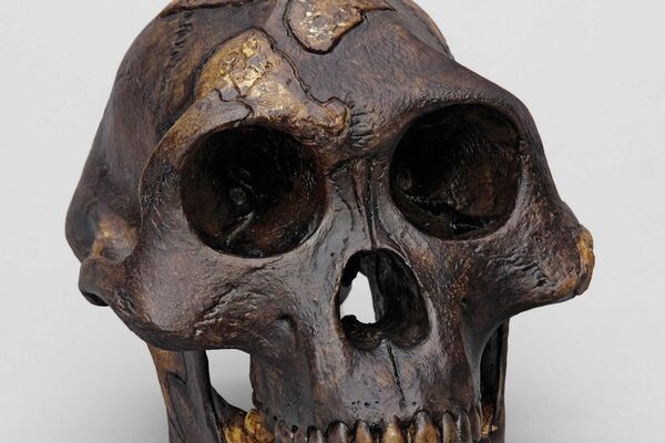 Reconstrucción del cráneo de Lucy - Sputnik Mundo