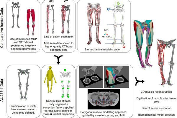 Diagrama del proceso del estudio sobre Lucy - Sputnik Mundo