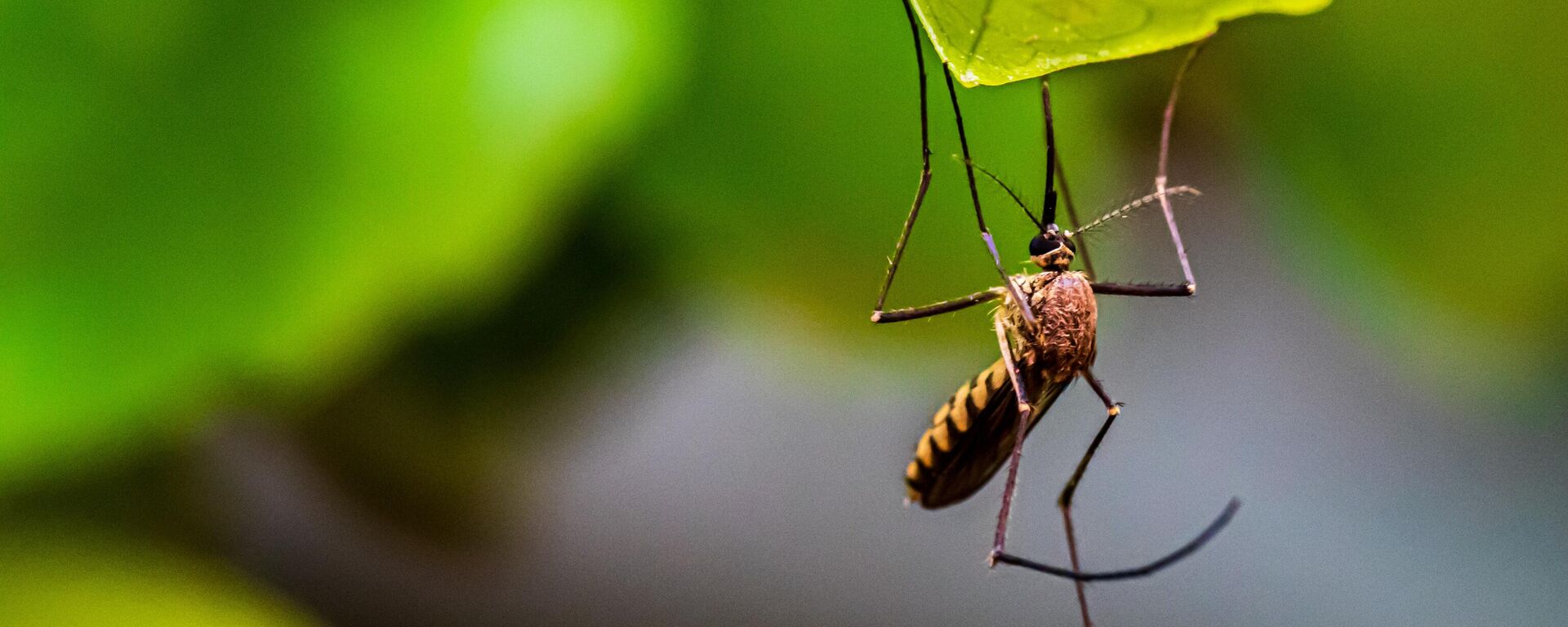 Un mosquito (imagen referencial)  - Sputnik Mundo, 1920, 19.06.2023